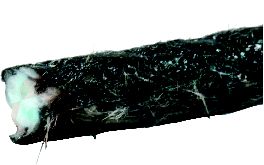 Photo de la pièce détachée S506846